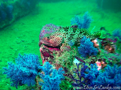 Barracuda Reef