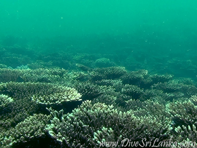 Acropora at Bar Reef