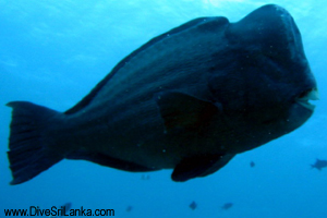 parrot fish bubble