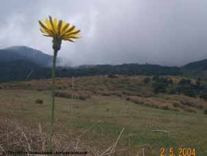 Wildflower in the misty Sri Lankan highlands