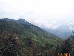 Tea plantation terraces in Sri Lanka's hill country